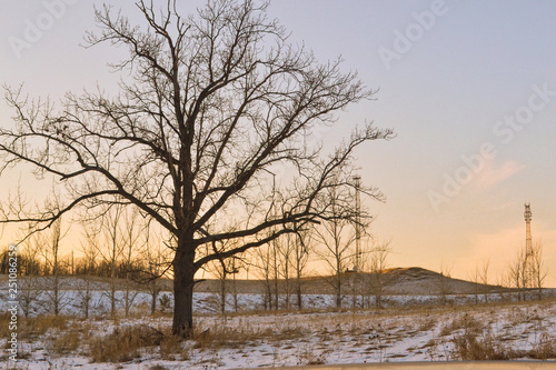 Early spring, bare trees, snowy fields of nature, horizon.