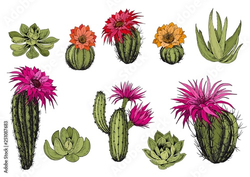 Vector set of green succulent plants and cactus plants with colorful flowers. Isolated elements for design.