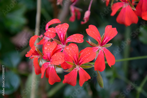 red flower in the garden © Reinhold
