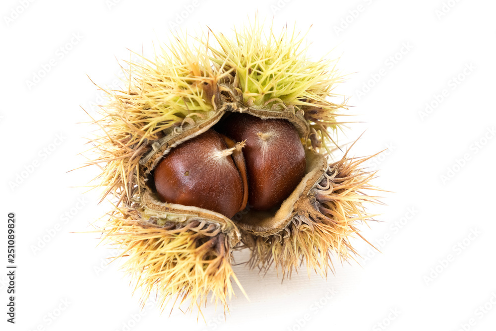 Chestnuts in burr isolated on white background Chestnuts in burr isolated on white background