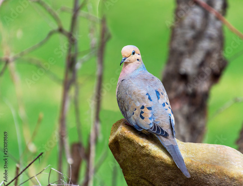 Mourning dove poses on a rock photo