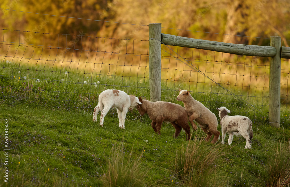 Obraz premium Livestock