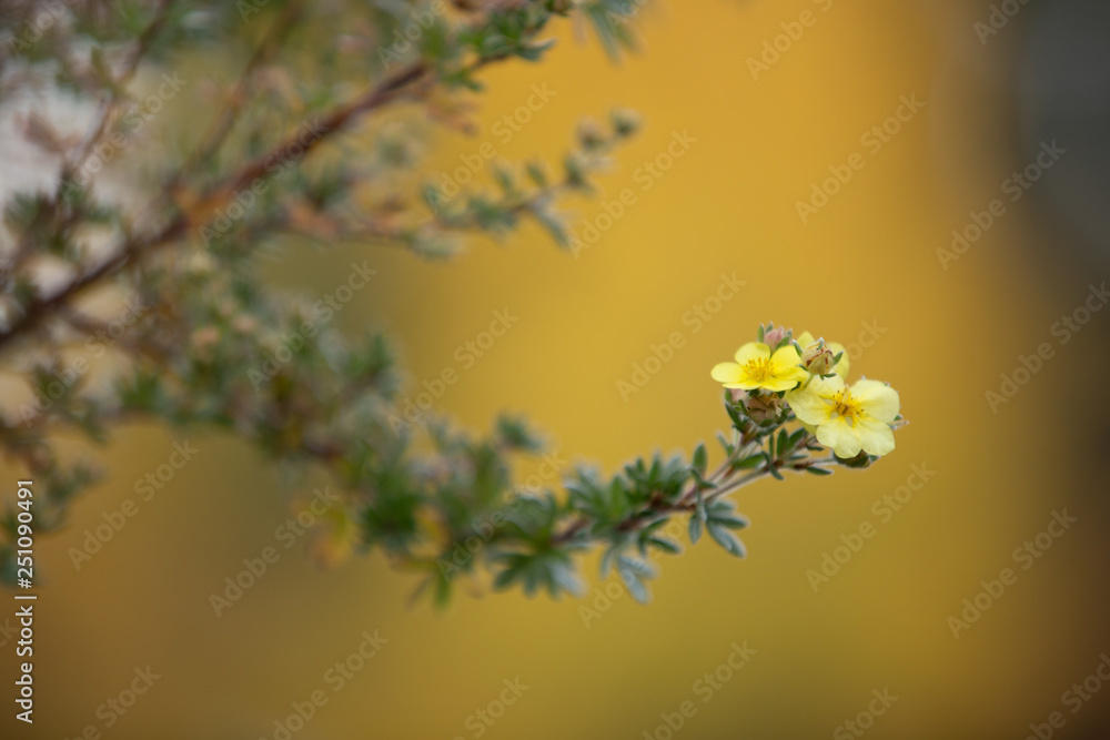 flowers on a white background