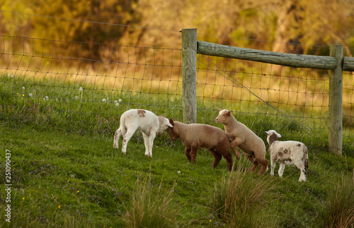 Livestock