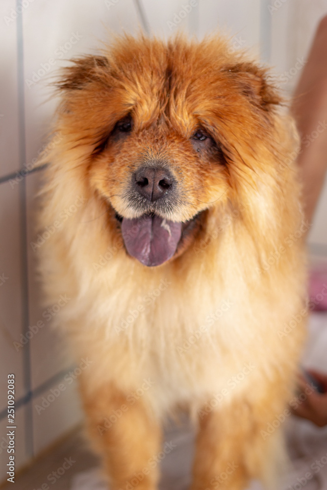 puppy smiling, chow chow puppy smiling, chow chow