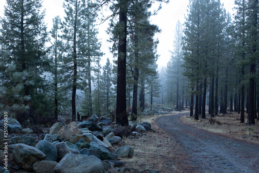 Obraz premium road in the forest