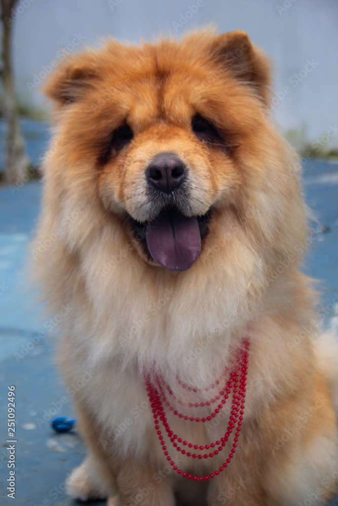 puppy smiling, chow chow
