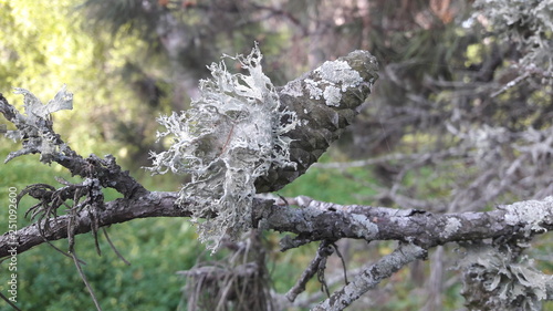 Lichens sur cone de pin