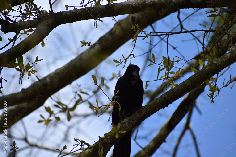 Obraz premium crow on a branch