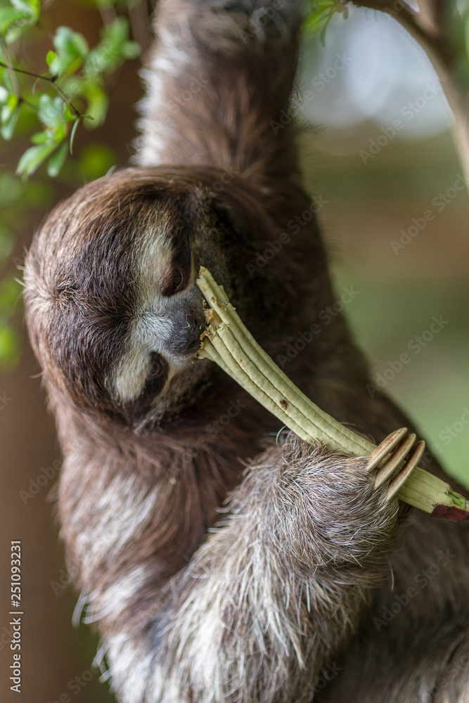 Naklejka premium Three toed sloth