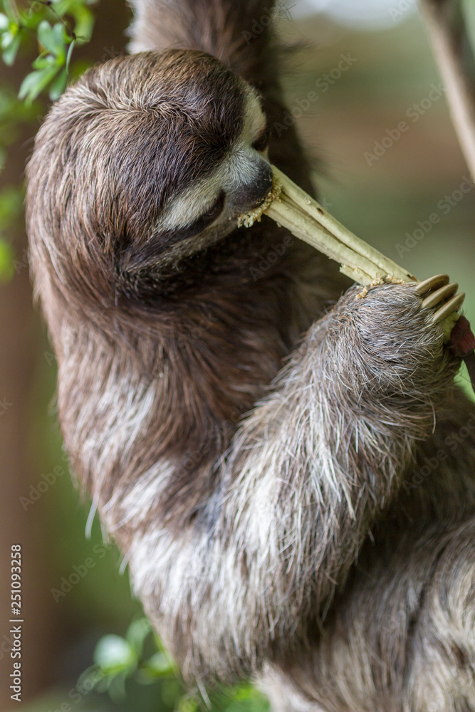 Fototapeta premium Three toed sloth