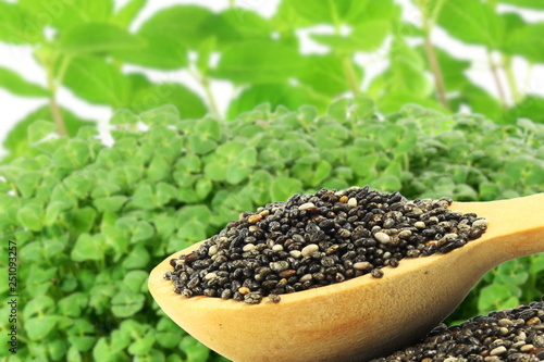 chia seeds Salvia hispanica in wooden spoon in blur chia plant background 