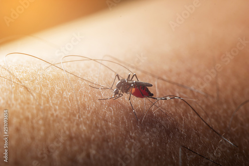 Mosquito sucked blood on human skin. Season of mosquitoes. flu and fever dengue.