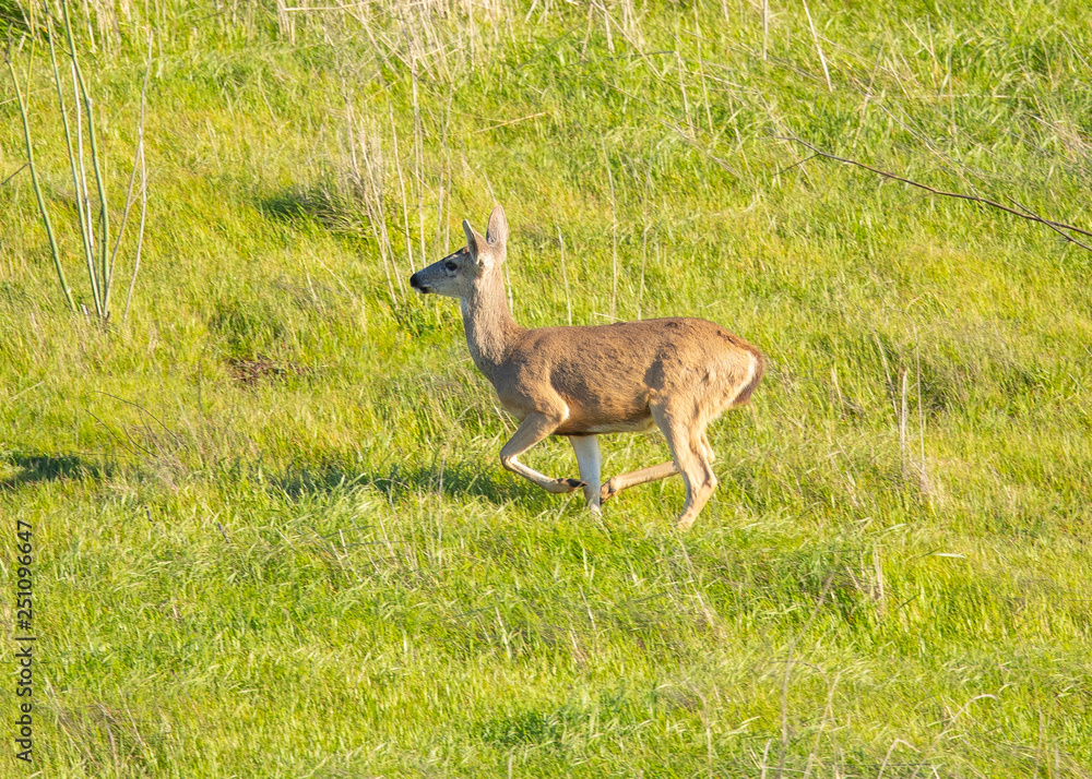 Young black-tailed deer (fawn) caught in midflight while jumping on a hillside in North California Young black-tailed deer (fawn) caught in midflight while jumping on a hillside in North California