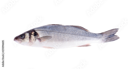 Fish carcass Dicentrarchus labrax on white.