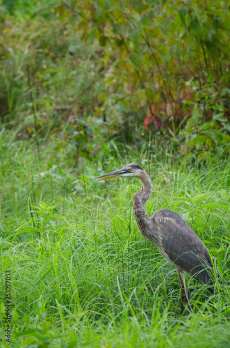 Great Blue Heron