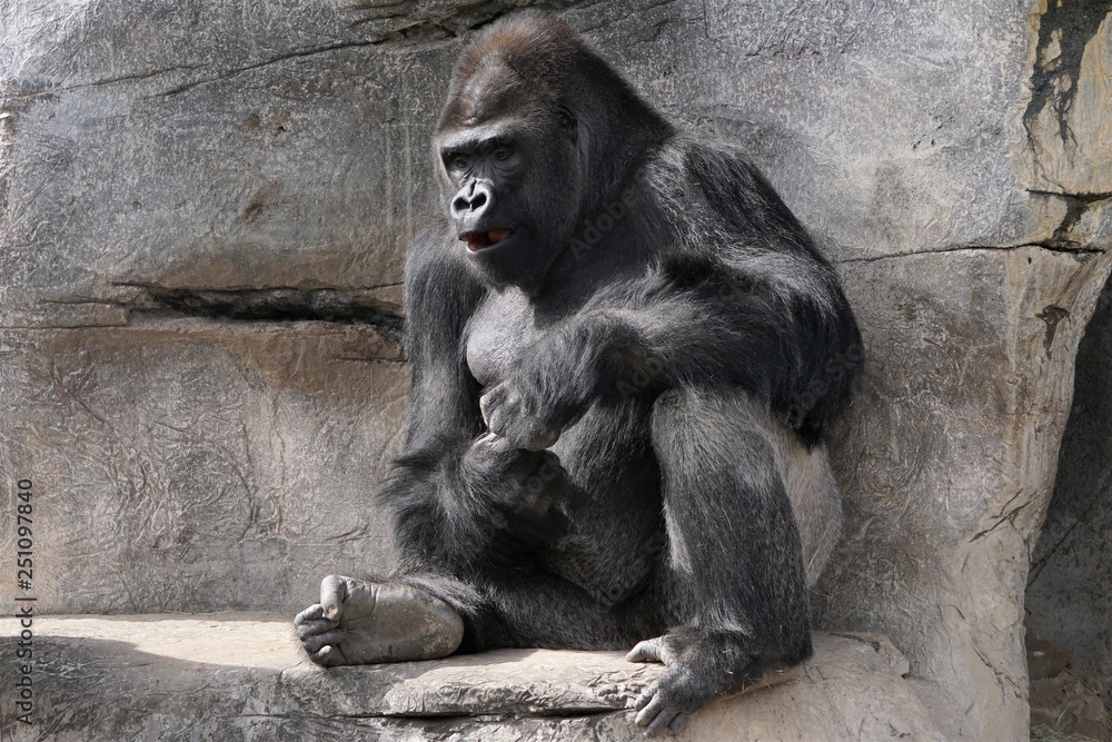 thinking silverback gorilla