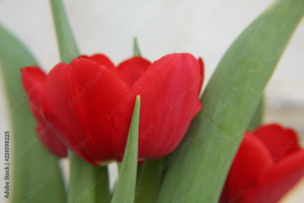 Fototapeta premium red tulip