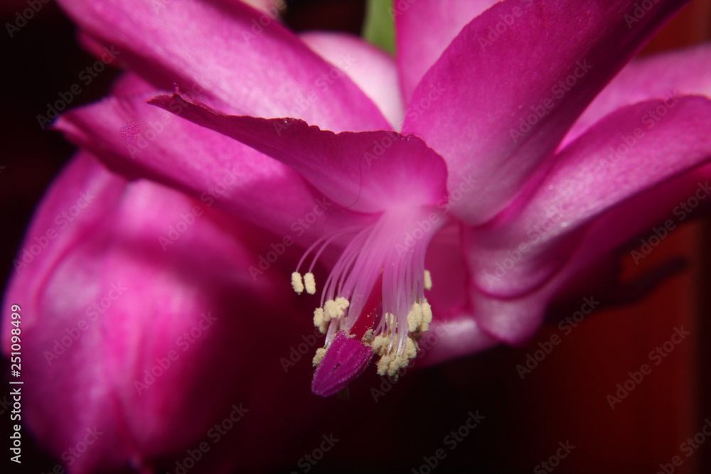 christmas cactus