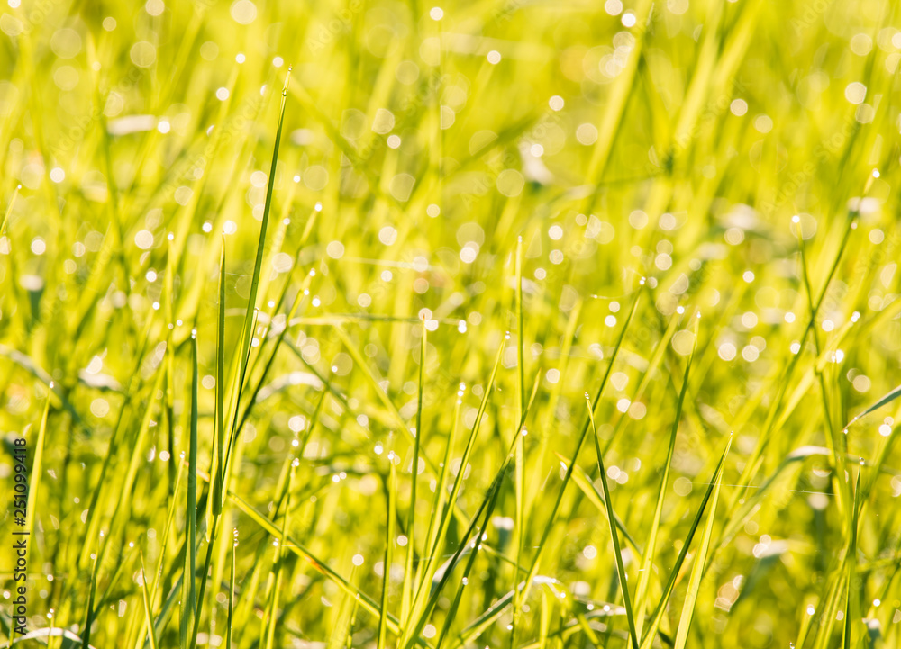 Grass  leaves in the field with sunlight, in the morning  Chiangmai  Thailand
