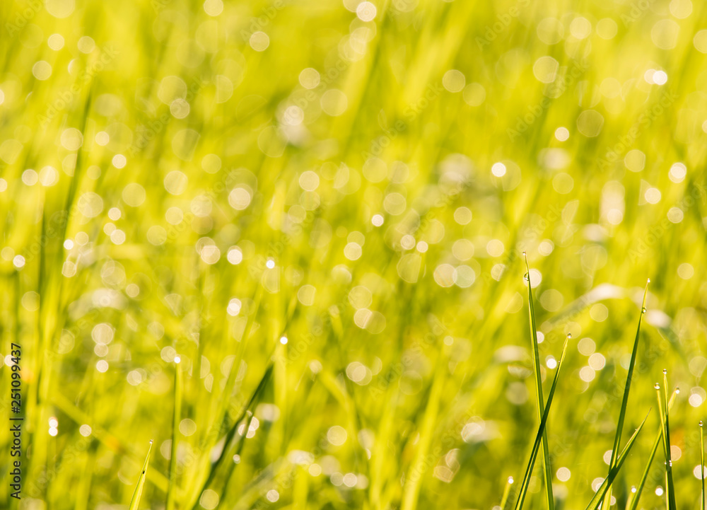 Obraz premium Grass leaves in the field with sunlight, in the morning Chiangmai Thailand