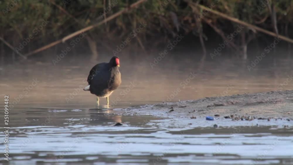 Coot standing in the lake Coot standing in the lake