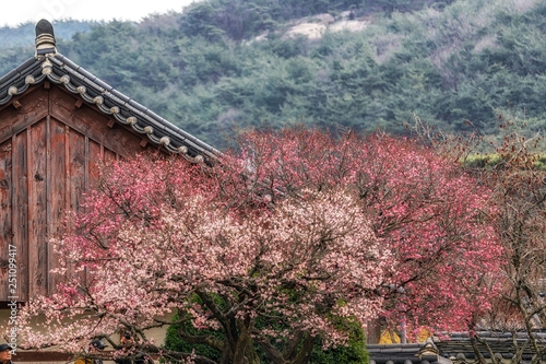 Tongdosa  temple and Plum Blossom photo