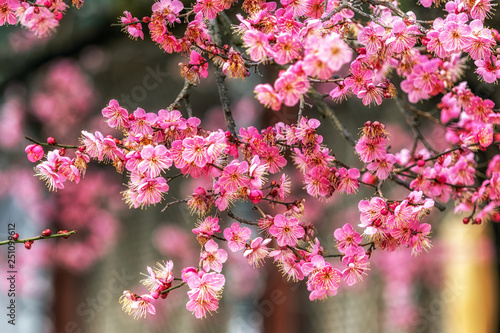 Tongdosa Plum Flower Blossom closeup photo