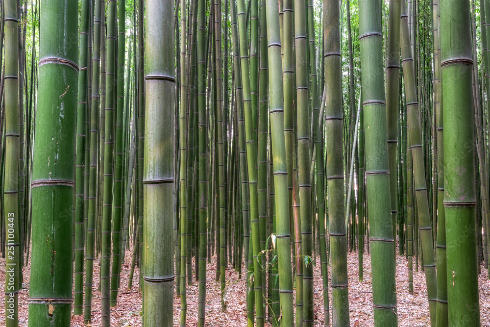Fototapeta premium Taehwagang park Simnidaebat bamboo forest