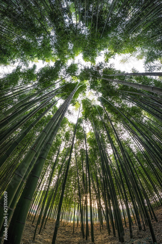 Taehwagang park Simnidaebat bamboo forest