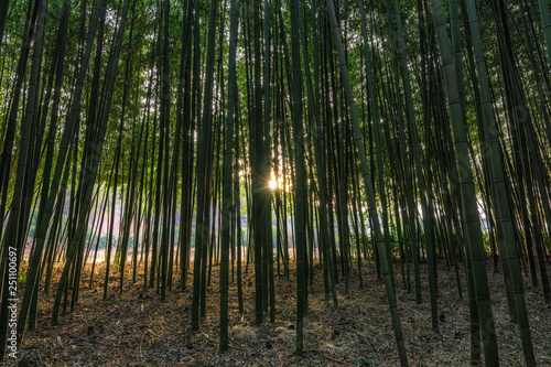 Simnidaebat bamboo forest Sunset