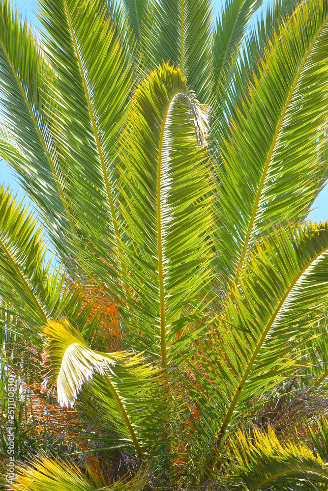 Palm branches in bright light Palm branches in bright light