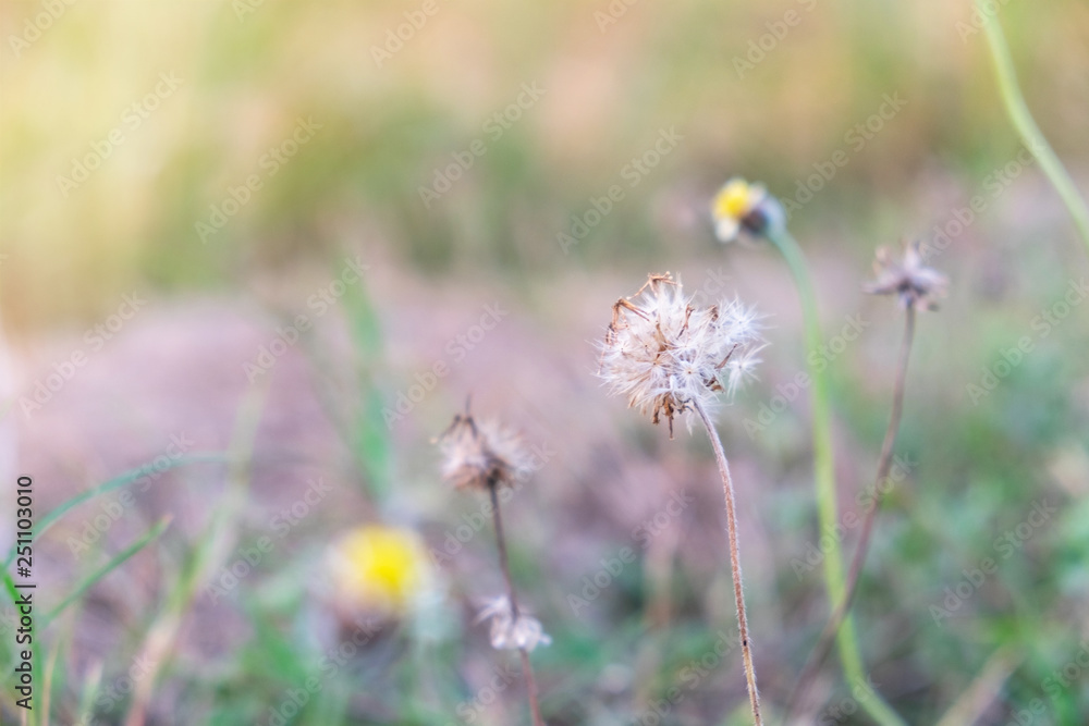 Tall Yellow-eyed Grass flower. Xyridaceae. with copy space , blur background Tall Yellow-eyed Grass flower. Xyridaceae. with copy space , blur background
