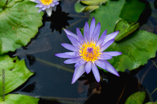 Purple lotus white