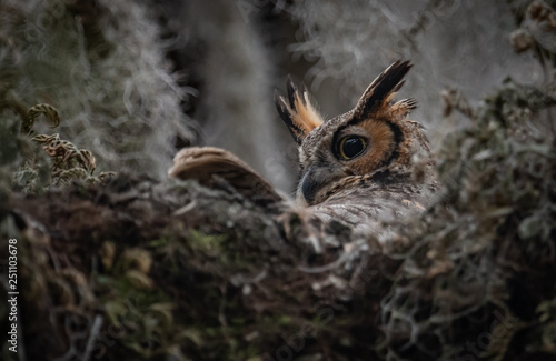 Great Horned Owl in Nest