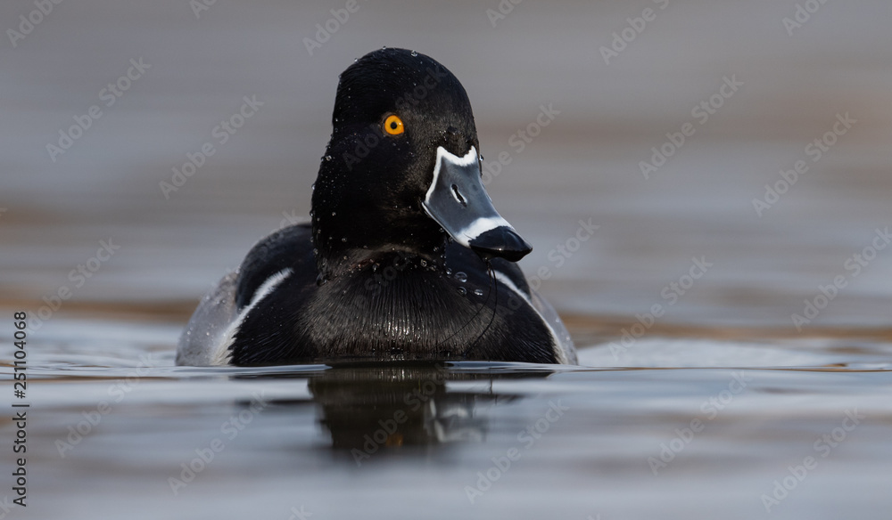 Fototapeta premium Ring Necked Duck in Canada 