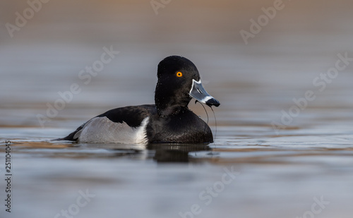 Ring Necked Duck in Canada 