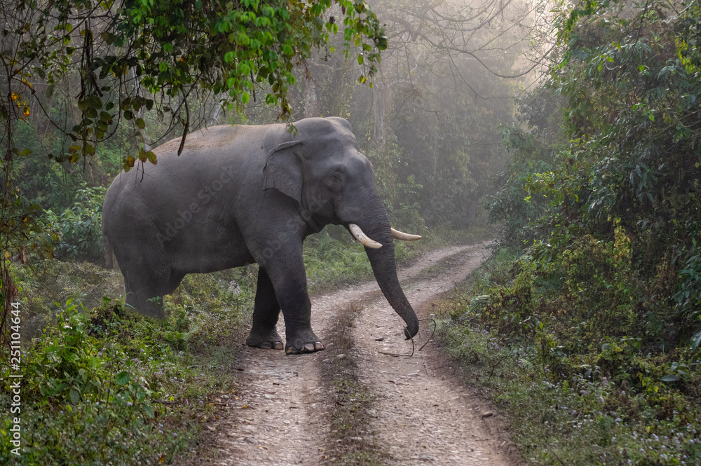 Obraz premium Elephant in the Jungle