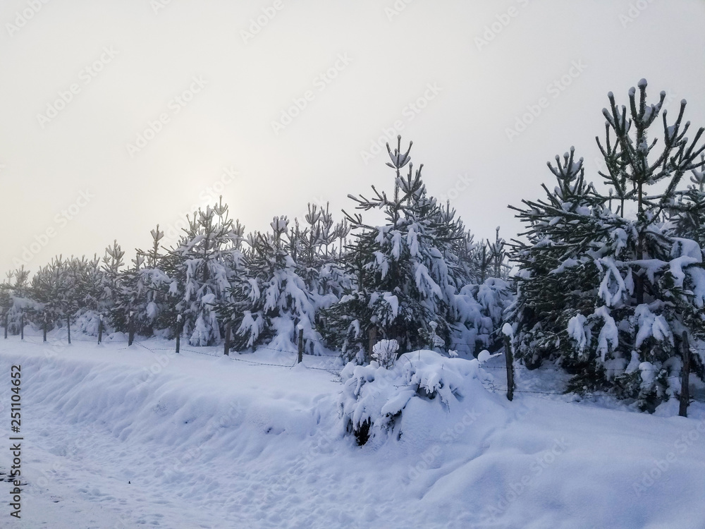 amazing view of winter in sinop turkey with snow covered trees.Forest with snow landscape