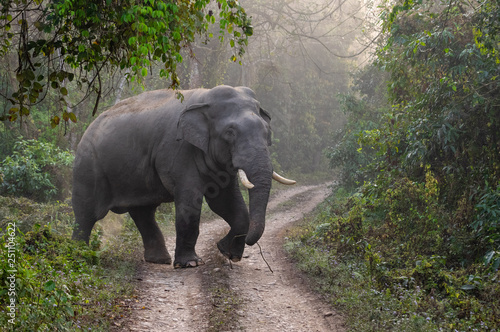 Elephant coming out of Jungle