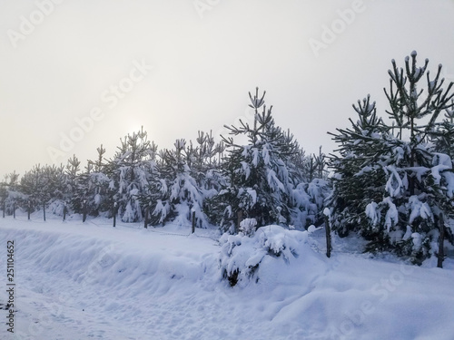 amazing view of winter in sinop turkey with snow covered trees.Forest with snow landscape