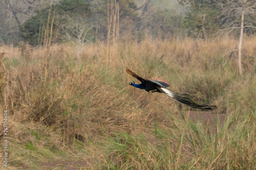 Fototapeta premium Peacock Coming in for Landing