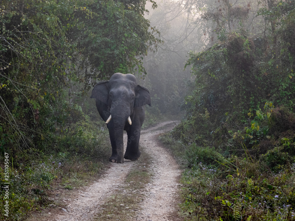 Obraz premium Wild Bull Elephant