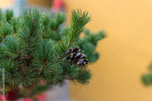 Temple du Buddha de Jade, Shanghai, Chine