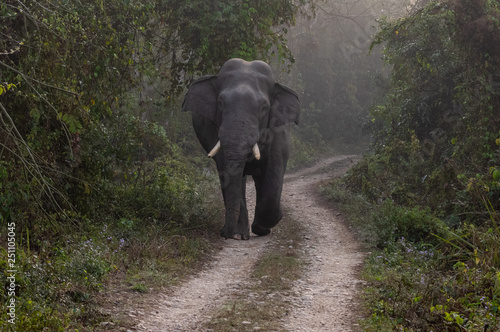 Wild Bull Elephant on the Road