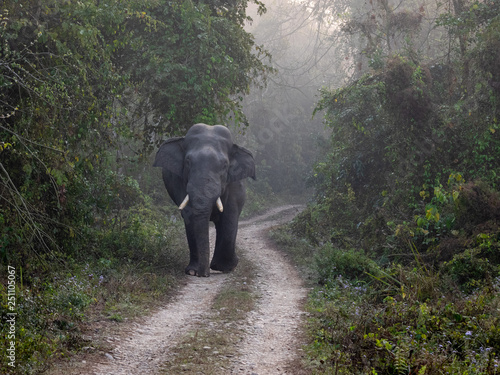 Wild Bull Elephant