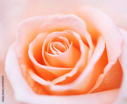 close up pink rose flower soft focus.