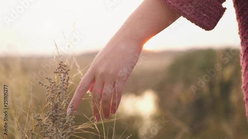 Young woman hand walking through wild meadow field. Female hand touching wild flowers closeup. Summertime concept. slow motion. 3840x2160