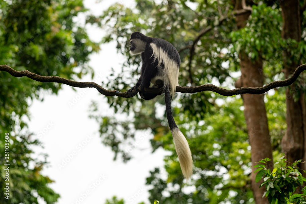 Obraz premium Colobus monkey