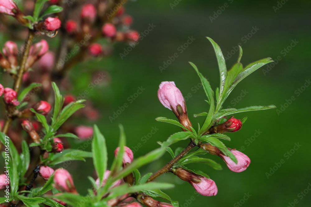 Flowering branches of cherry tree after rain. Trees bloom at spring. Flowers on dark background. Selective focus. Flowering branches of cherry tree after rain. Trees bloom at spring. Flowers on dark background. Selective focus.